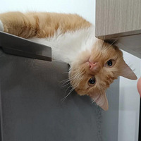 ���Ǽһ�����һ���С���8������