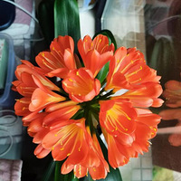 ����ľ���������̫Ư���ˣ�33�仨������