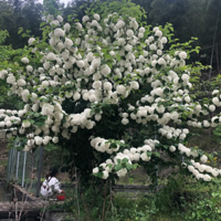 ����һ�������ֵ�ľ�������