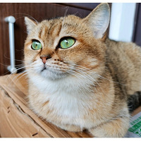 è��С�����޳�����