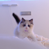 �½���ʺ��