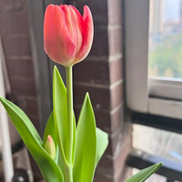 �ֳ�emoji������