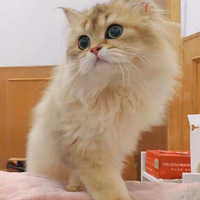 ճ��С�Ǿ�һö��