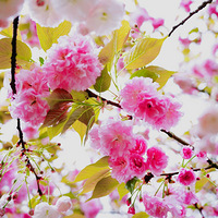 ʢӣɽӣӣèһϡٵӣ