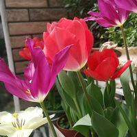 ���������ڿ���