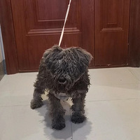 �ɰ���С����Ҫ��ʹ