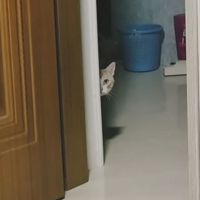 �Ҽ�è��ĺܰ�͵���ң�ƫƫÿ�ζ����Ҵ���