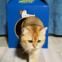 �������������Ȼ�����ӭ�ӣ�