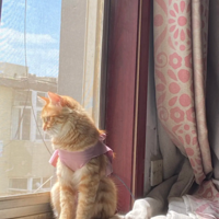 �������������������