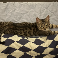 è��ſ�ž;������ţ����ж�����