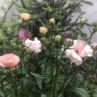 �ڶ���Ļ�ëݢ