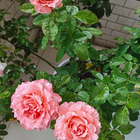 ǿ���Ƽ����ɺ�����������������ܴ�