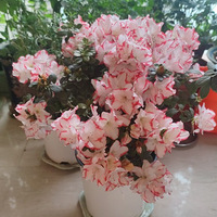 ���������������Ķž�