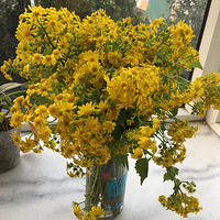 �ֵ����촺������Ұ�������Ѷ���ʢ���ļ��ڲ���һ�ѷ���Ʈ����