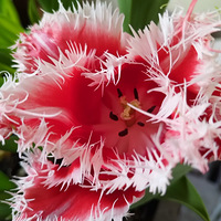 ����Ҫ������������