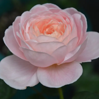 ȥ��12�·����µ��¼����ֻ�������½�������ˣ���ͼ