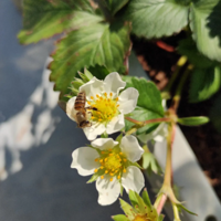 �������ڰѲ�ݮ�ֺ���