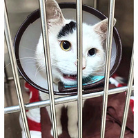 �����ƺ����è����