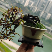 �ձ���������