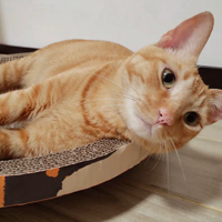 �Ҽ�С���ٺ�����ֻ������