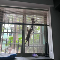 �ǰ�����������һöѽ