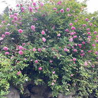 ż����ɫ��ǽ��������