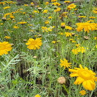 ���ﻨ��һ�μ��������ÿ���