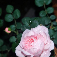 ���Ů����ĺ���