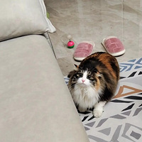 ÿ������𴲵�è������