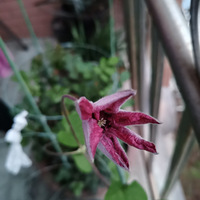 �����������ˡ������԰嵫��л����