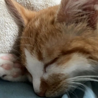 ֻ��˵����è������һ��Ҳ�����۴�����ɳ����