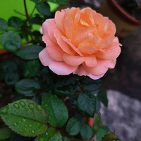 �ֵĹ�֭��̨�����ˣ�������ҫһ�¹���(?��١�)-?