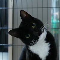 ����Ƥ���ᱻ����