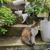 һ���Ҹ�������è��