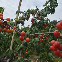 ժӣ