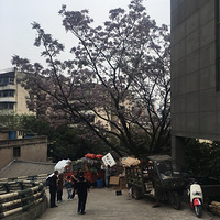 �����ʲô�����⼸�쿪���ϰ�ɫ�Ļ�����