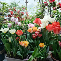 �������Ƕ������µ�ϣ����