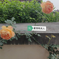 ����������໨