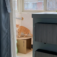 �ս��ҵ�����è�����