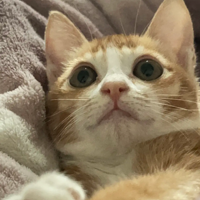 ��������Сè��ı����ɰ�