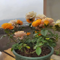 ����������¥�������������е����ջ��