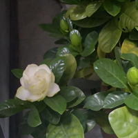 ��һ�������ӻ����о�����һ��Сǣ�ң�Ҳ������������