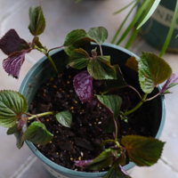 �������գ��о��ܿ����ʵ�ֿ���������