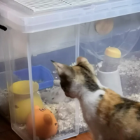 �����Ͼ����������������Ը���ȡ����ΪС����