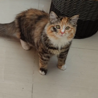 ÿ����Լ����Ž��������𴲵�Сè��