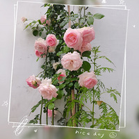 ��԰�����ߴ��������~