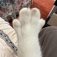 ���������ư�����