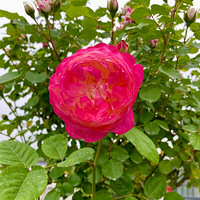 ��������¼��ļ���