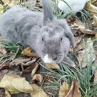 ����������Ϊ��ֻС�ý�������