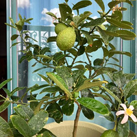 ��̲���1�׵��������ҹ����������